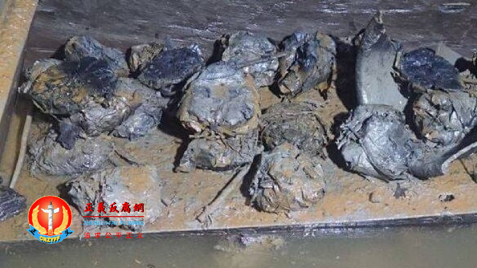 河南考古团队在战国时期的贵族古墓中发现超过2000年前的“粽子”。图为城阳城遗址八号墓发现的圆形植物包裹。.png 河南考古团队在战国时期的贵族古墓中发现超过2000年前的“粽子”。图为城阳城遗址八号墓发现的圆形植物包裹。.png