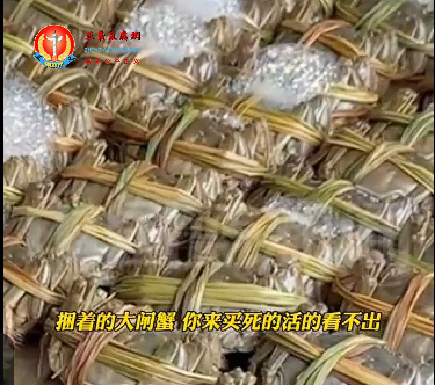 商贩将绳子捆绑在大闸蟹身上增加重量。.jpg 商贩将绳子捆绑在大闸蟹身上增加重量。.jpg